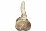 Fossil Plesiosaur Cervical Vertebra - Asfla, Morocco #328646-3